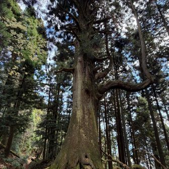 しょうがないのでトボトボ下山

確かに天狗に見えるわーー👺