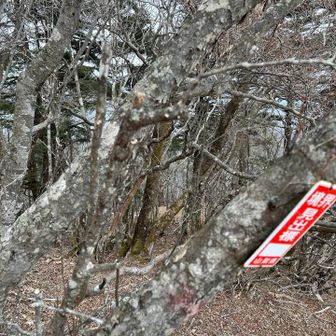 雪❄️が降ってきました
寒い🥶