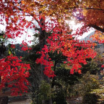 まだ紅葉残ってます