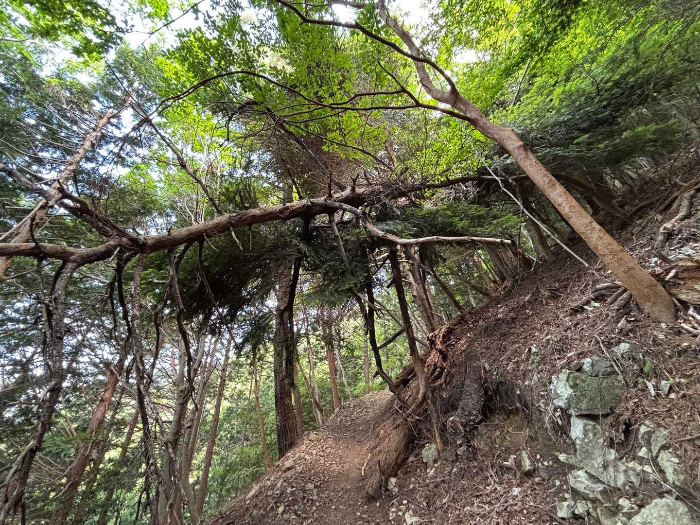 登山道の上に倒木が‥😨