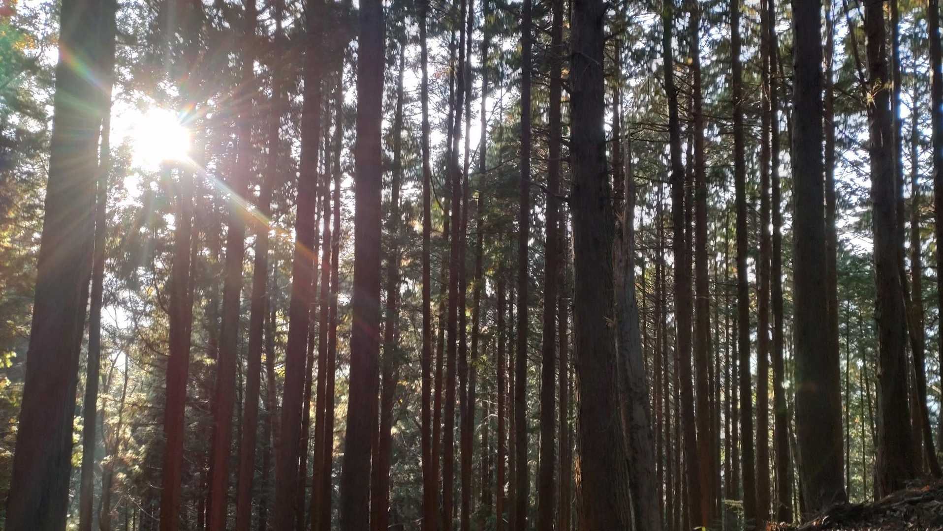 西日が眩しい✨
