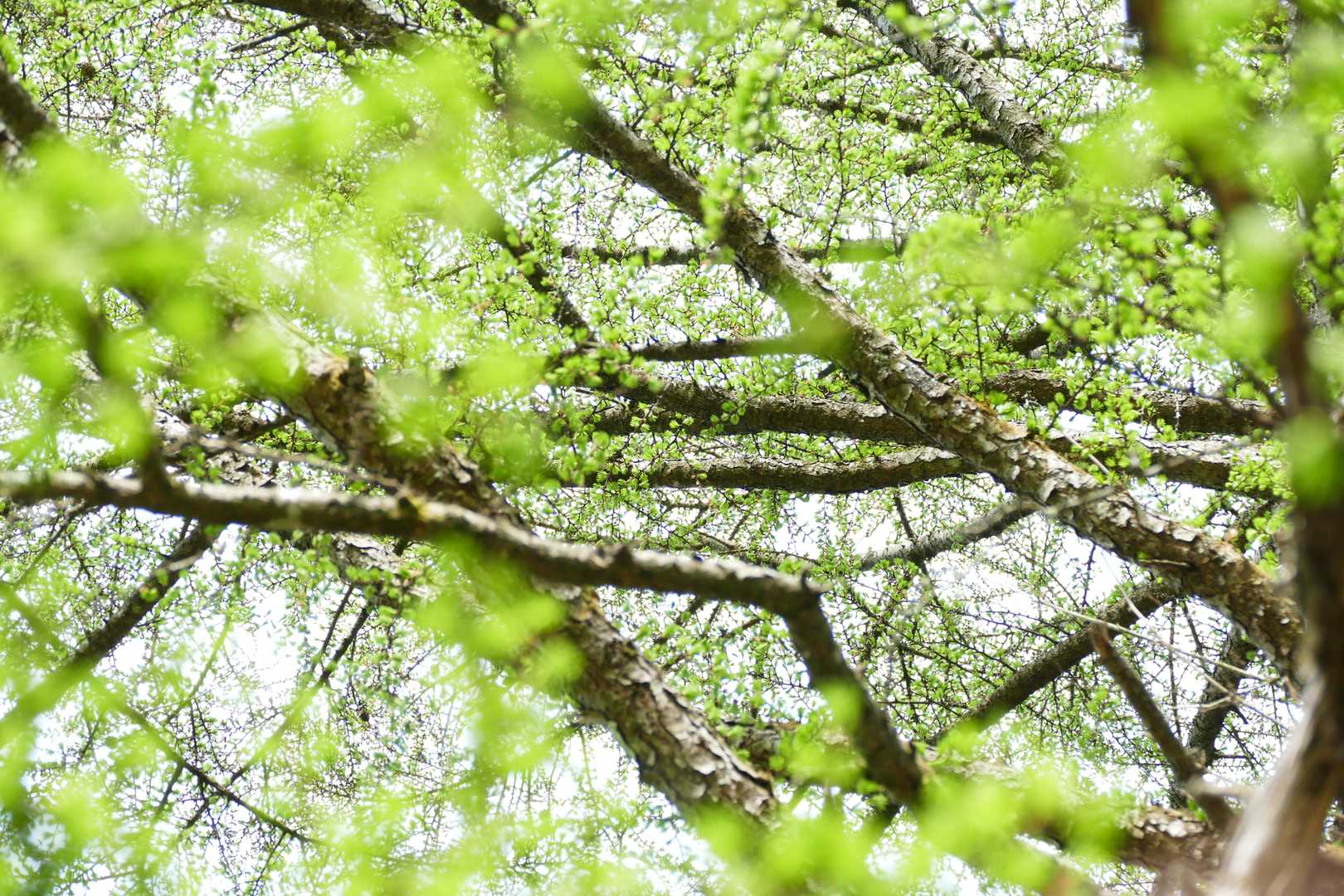 🌲カラマツの緑も眩しき✨