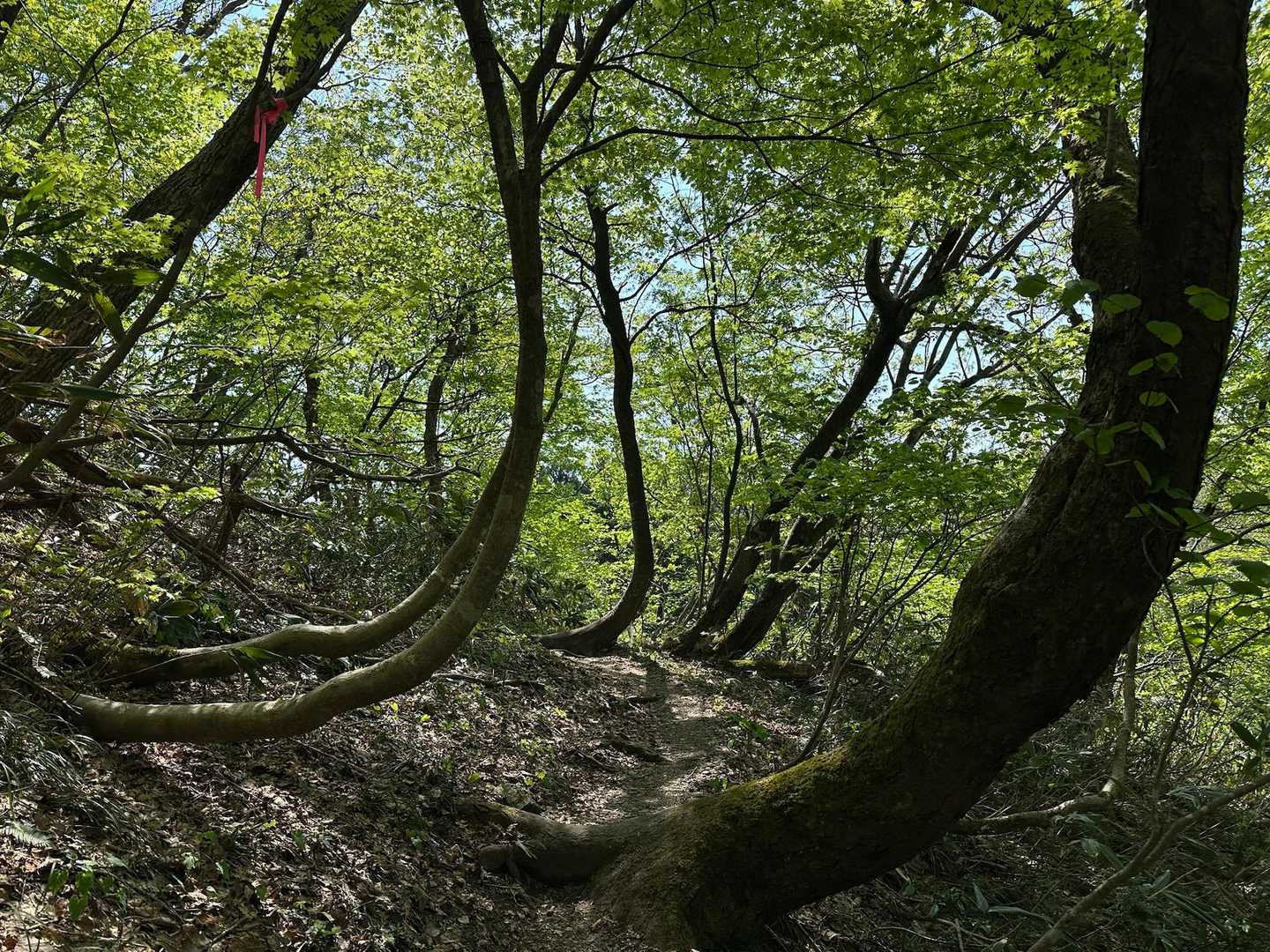 宝達山 | 加賀藩の金山伝説と水源の森を擁する信仰の山、２霊山の大展望を堪能の写真