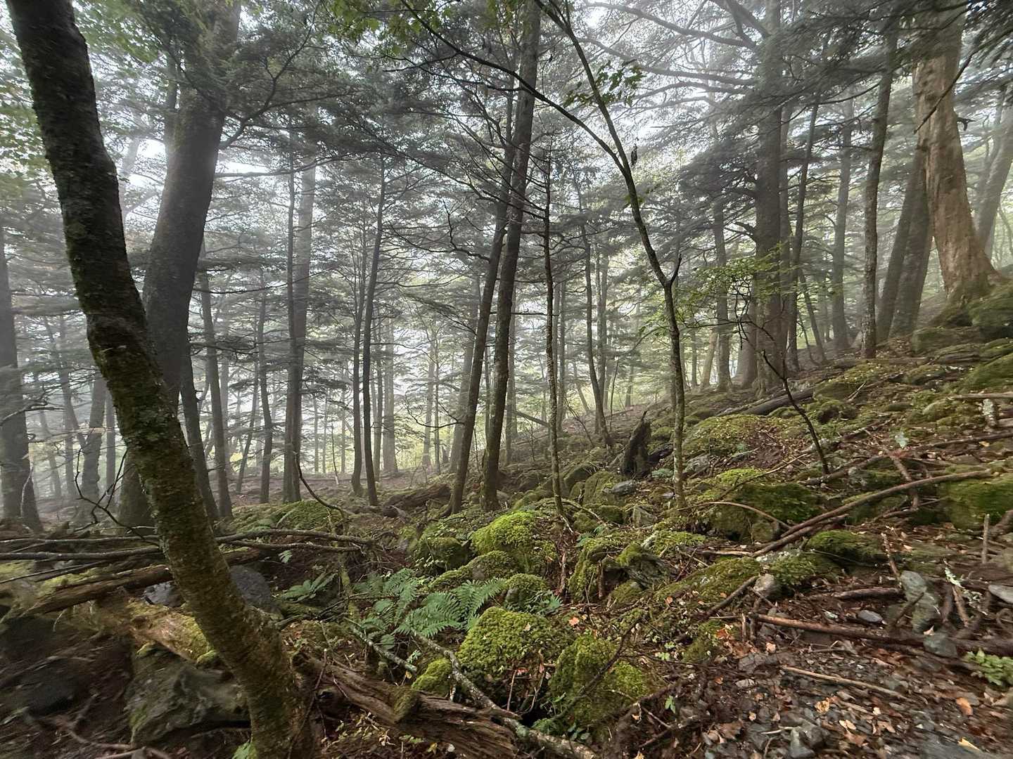 苔も🤩
