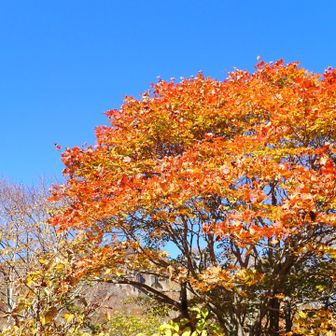 そろそろ本格的な紅葉ですね🍁