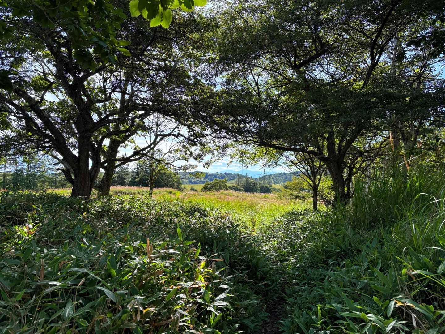 数少ない 日陰ZONE🌲
日差しがないトコは 涼し〜い✨