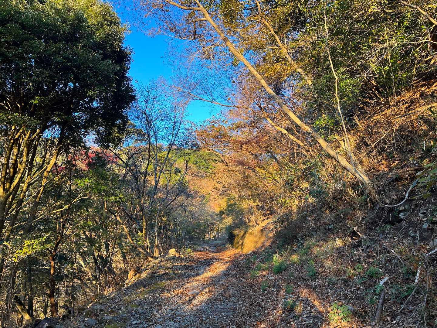 朝日に紅葉が映えます🍁