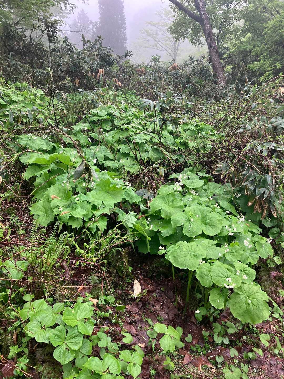 ここが本日1番の群生地でした