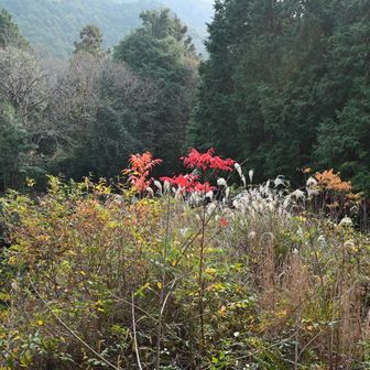 真っ赤な葉っぱ