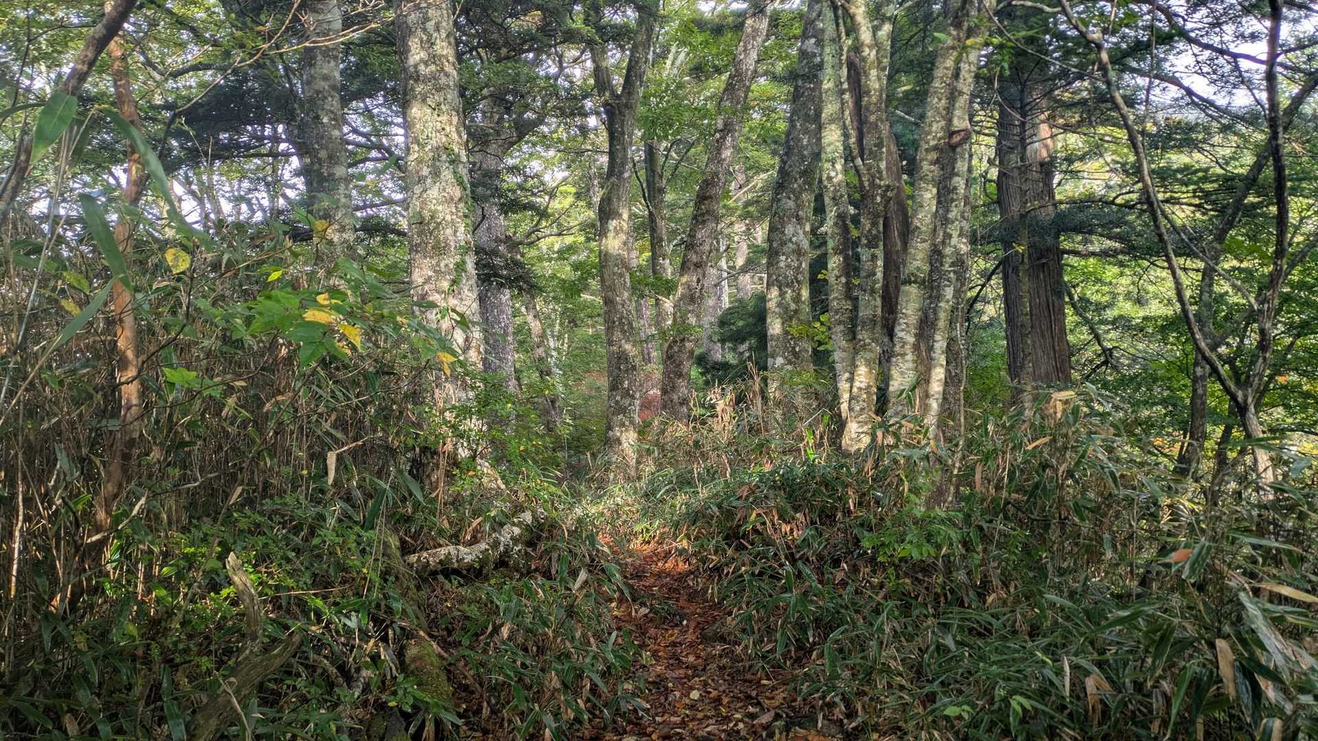 体の様子を見ながらせめて石鎚山の姿が見えるところまで行ってみようと