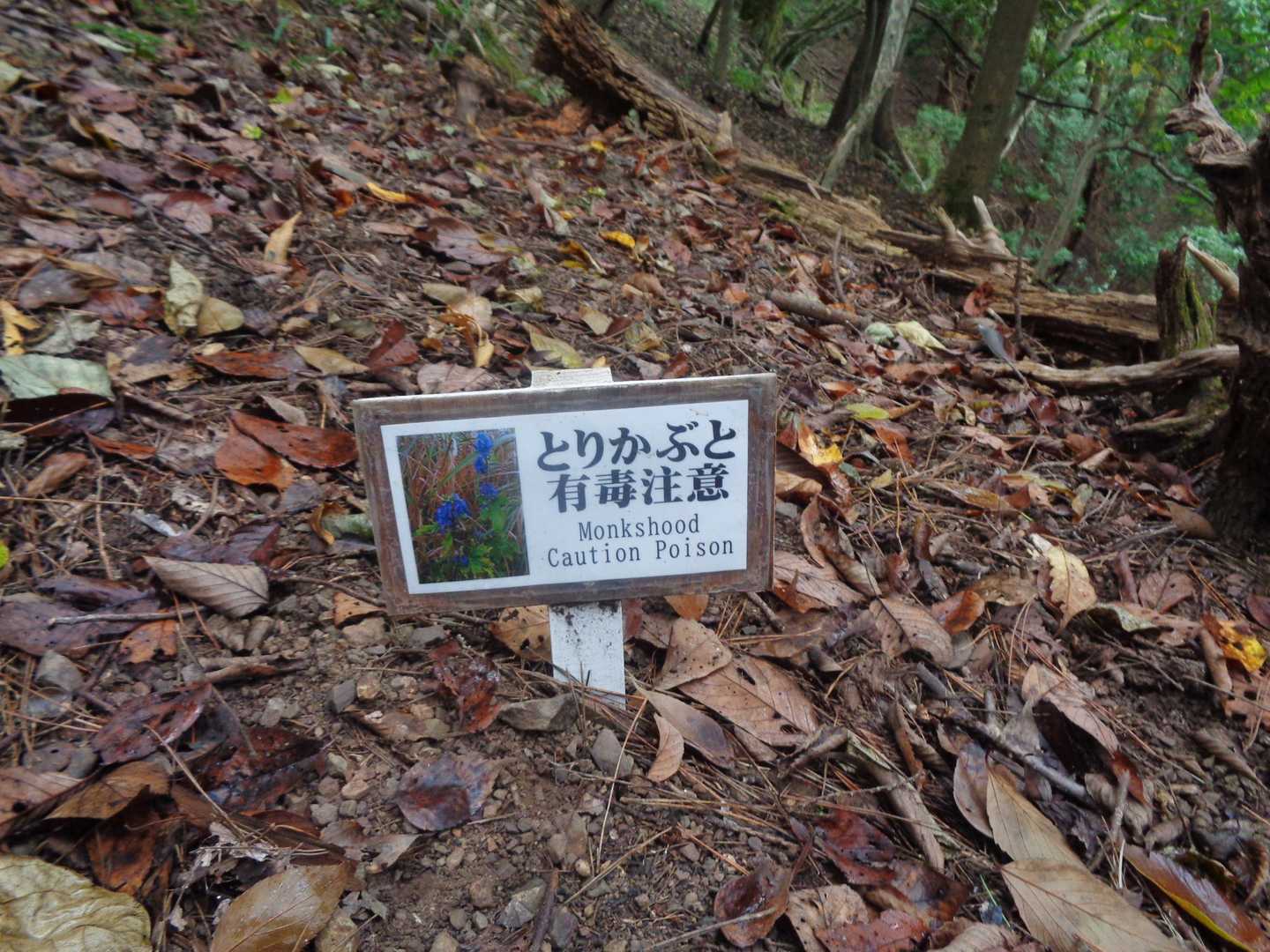 こんなものがありました
