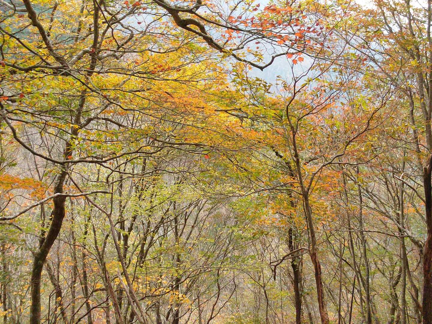 遠見山登山口-三方山 往復コースの写真
