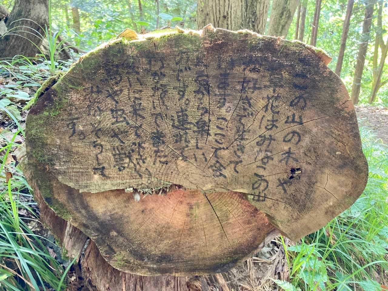 ホント、そのとおりですね。
書いた方は、きっと同じ山に入る人として忸怩たる思いがあったんでしょう。
切り倒した木に書いていいのかとか、あるかもしれませんが、そこはもう問いません。山野草は持って行っちゃダメだ。
