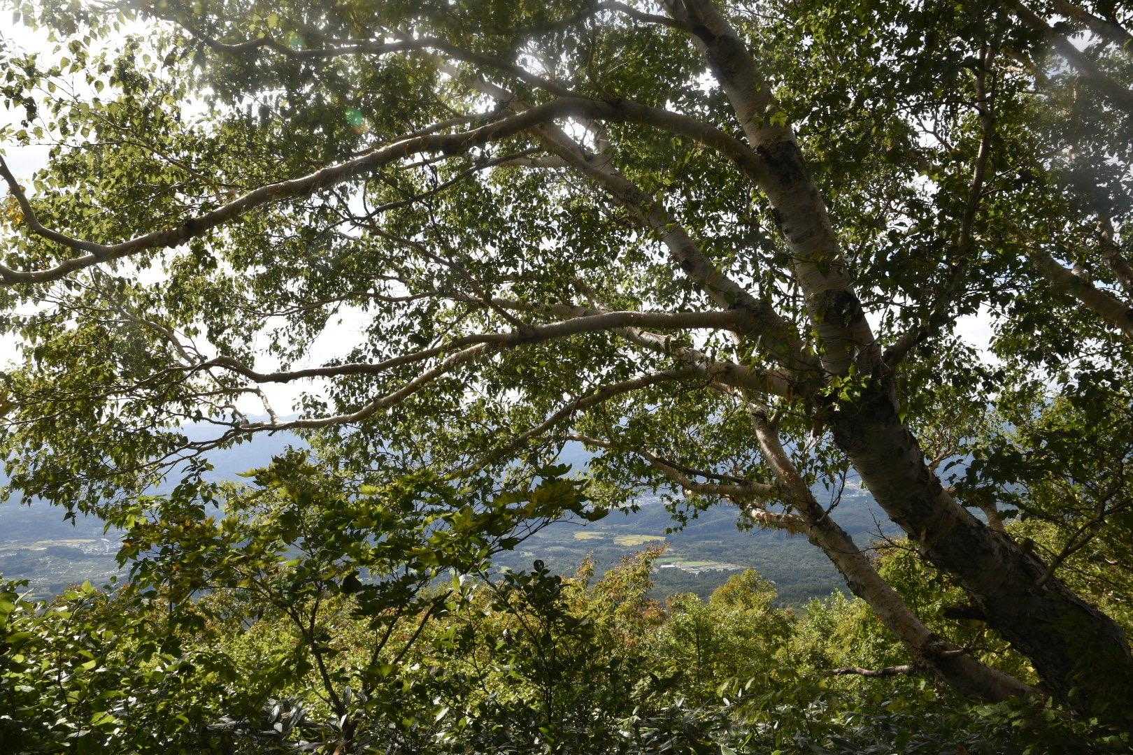 木々の間から津軽平野