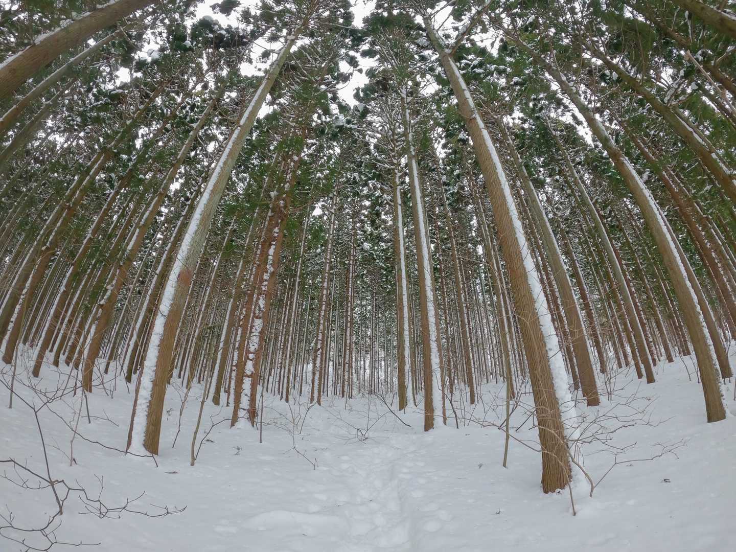 薬莱ガーデン登山口-薬萊山 往復コースの写真
