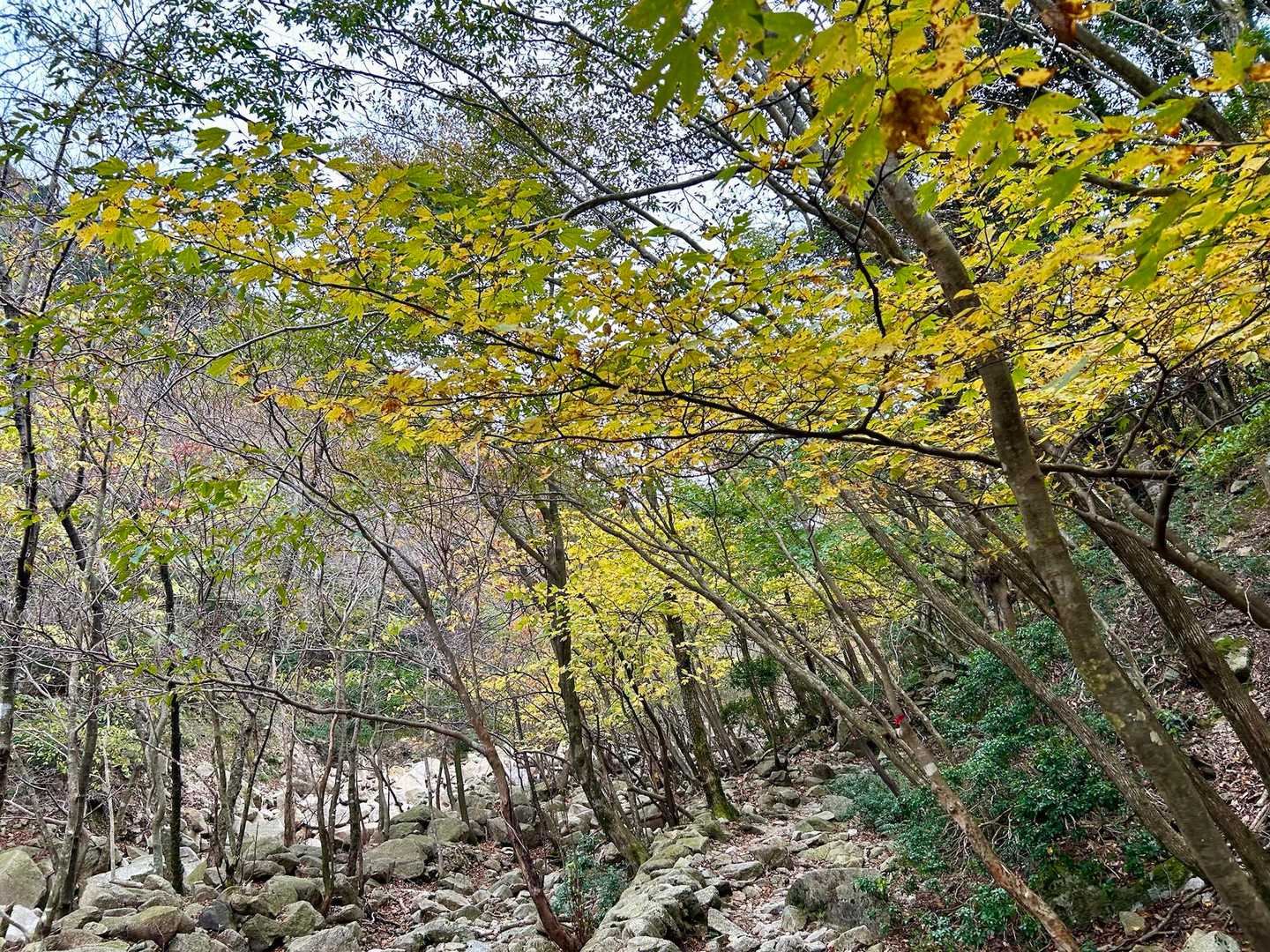根の平峠-水晶岳-中峠-金山-羽鳥峰 周回コースの写真