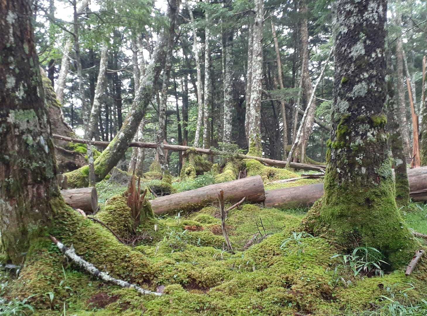 しらびそ峠-前尾高山-尾高山-奥尾高山 往復コースの写真