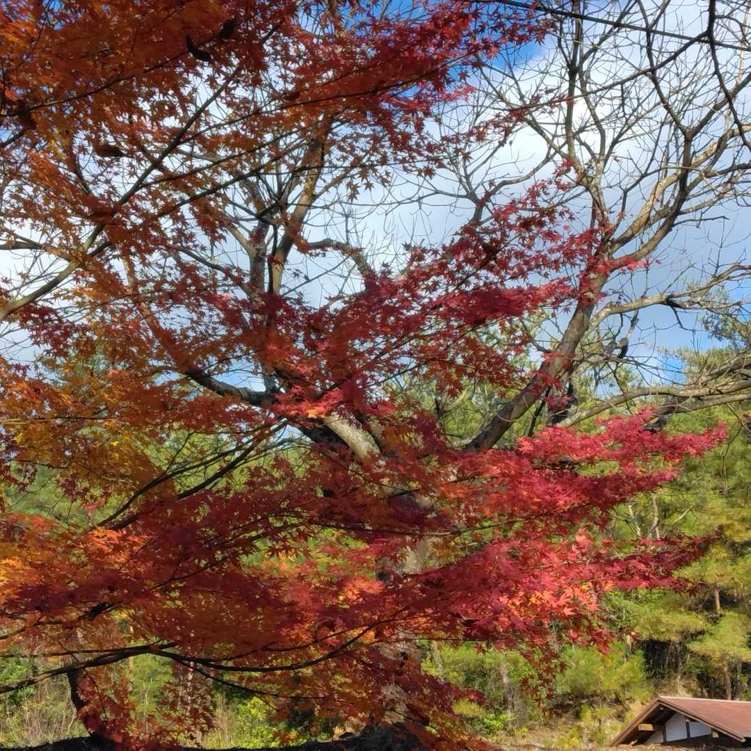 竜体山 周回コースの写真