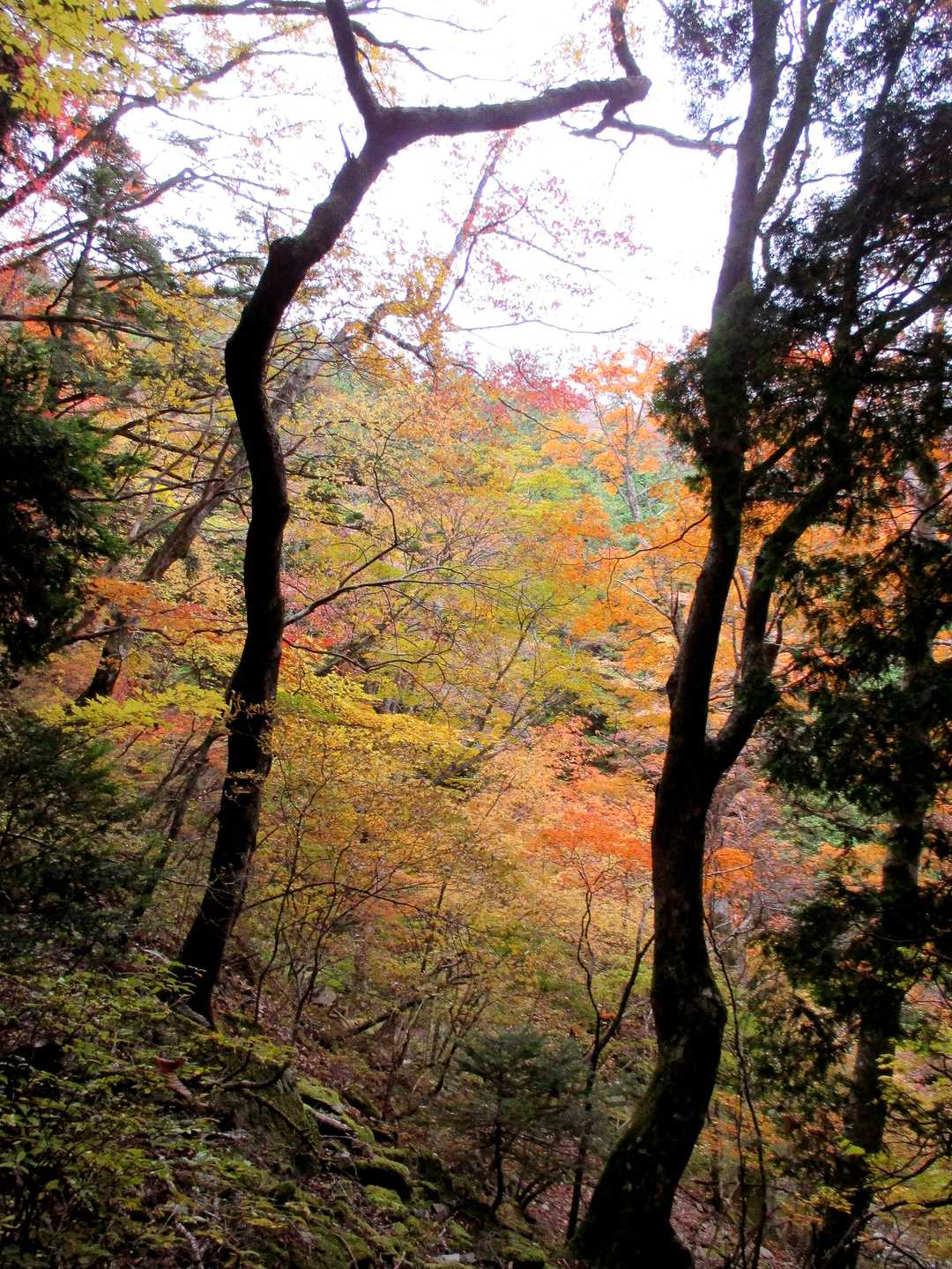 笹ヶ峰 往復コースの写真