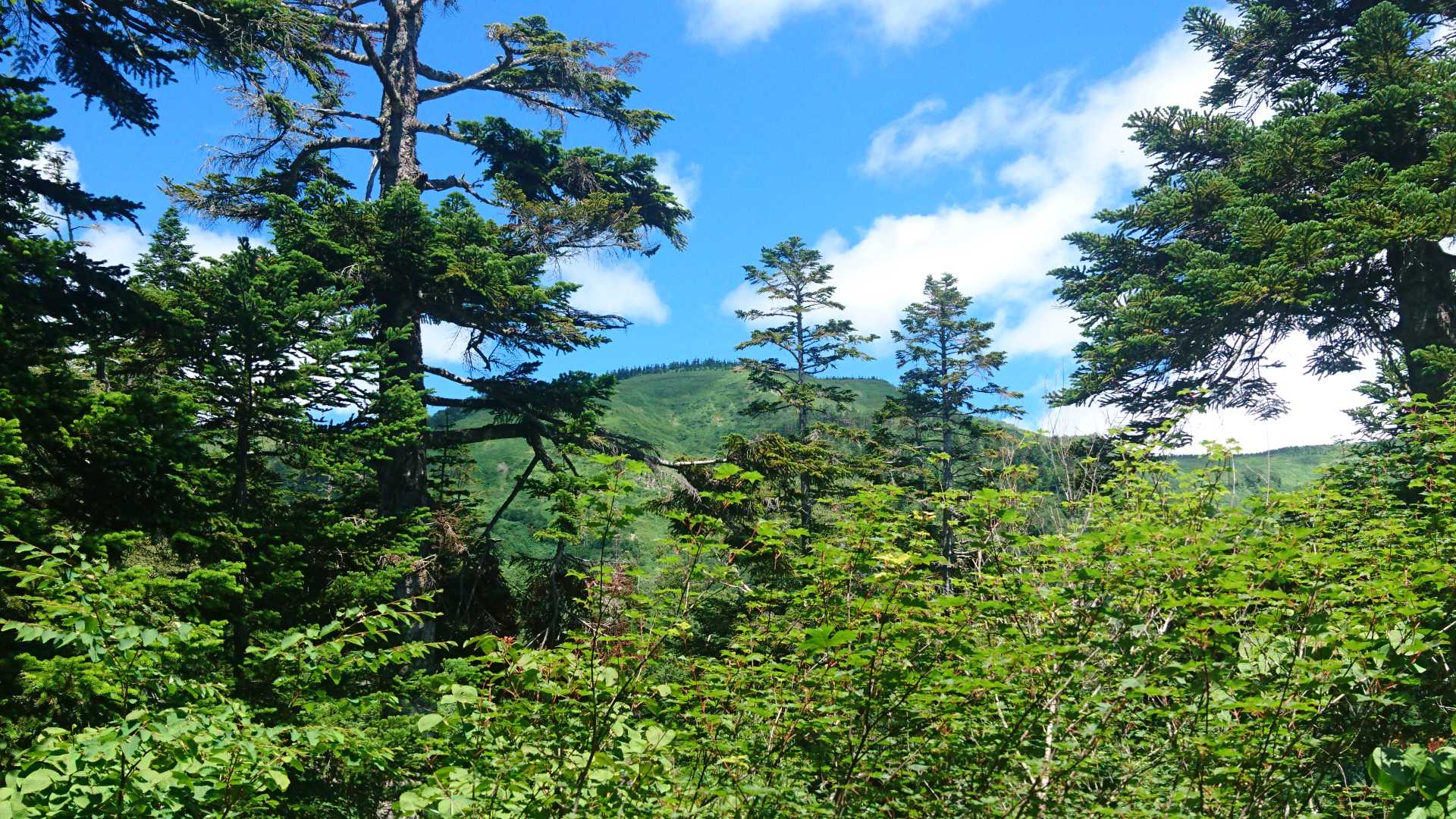 登山道の途中から会津駒ヶ岳を望む。