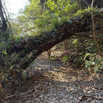 いつもと違う下山道を通ってみたらワイルド倒木発見