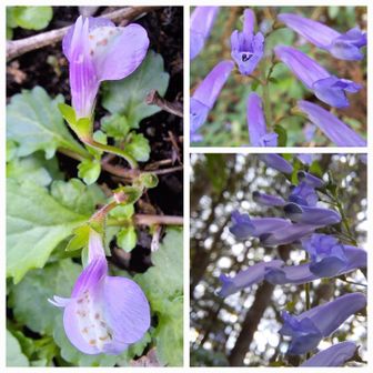 サギゴケ？　今頃、、
アキチョウジ　🟣

紫の花❗　トリカブトが去年あったとこにない😨
盗掘か⁉️　いろんなこと想像するのは悪い癖💦