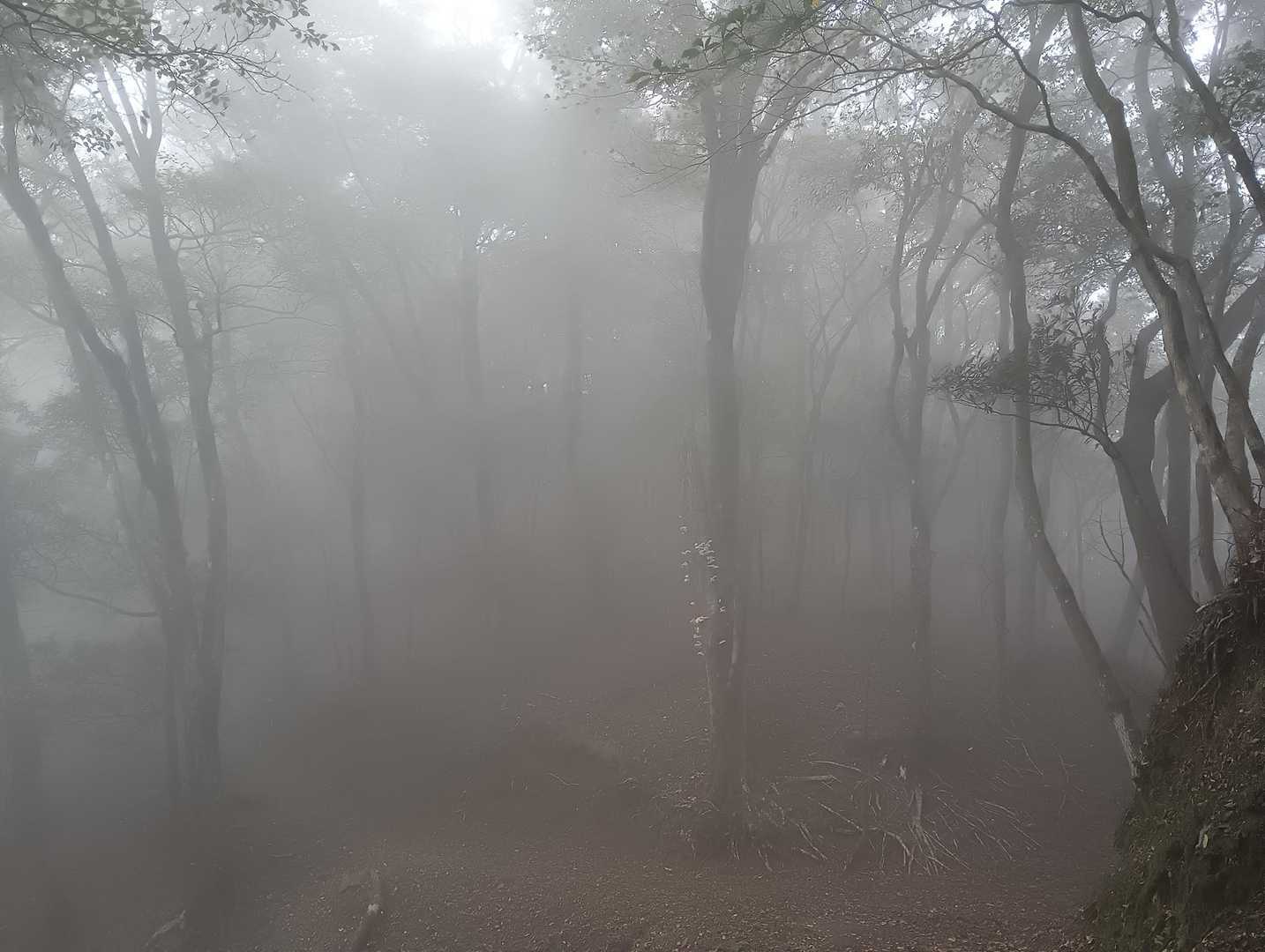 幻想的な静かなお山と鳥のさえずりとあたしだけ、めちゃよかった