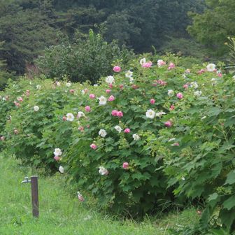酔芙蓉