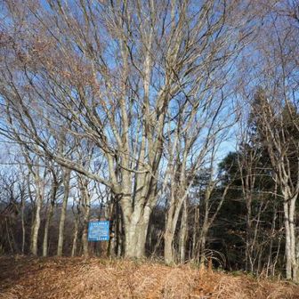 いきなり頂上になりましたが、この間は、少し藪になっていた暗いスギ林、スギ林を越えた後の道なき急登、下山は大丈夫か不安を抱え息を切らせながらもがいて登っていて、写真を撮る余裕はゼロだったから写真はありません😰