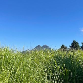 薮で由布岳が頭しかみえなーーい