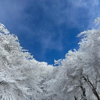 やっぱり

青空と霧氷のコントラストは凄いです🤭