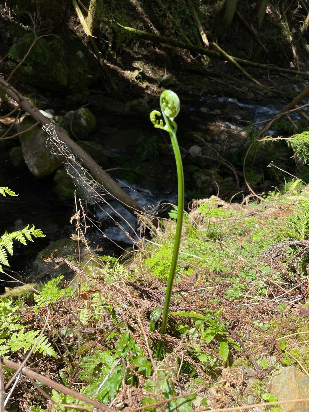 ワラビ？ゼンマイ？がお出迎え
