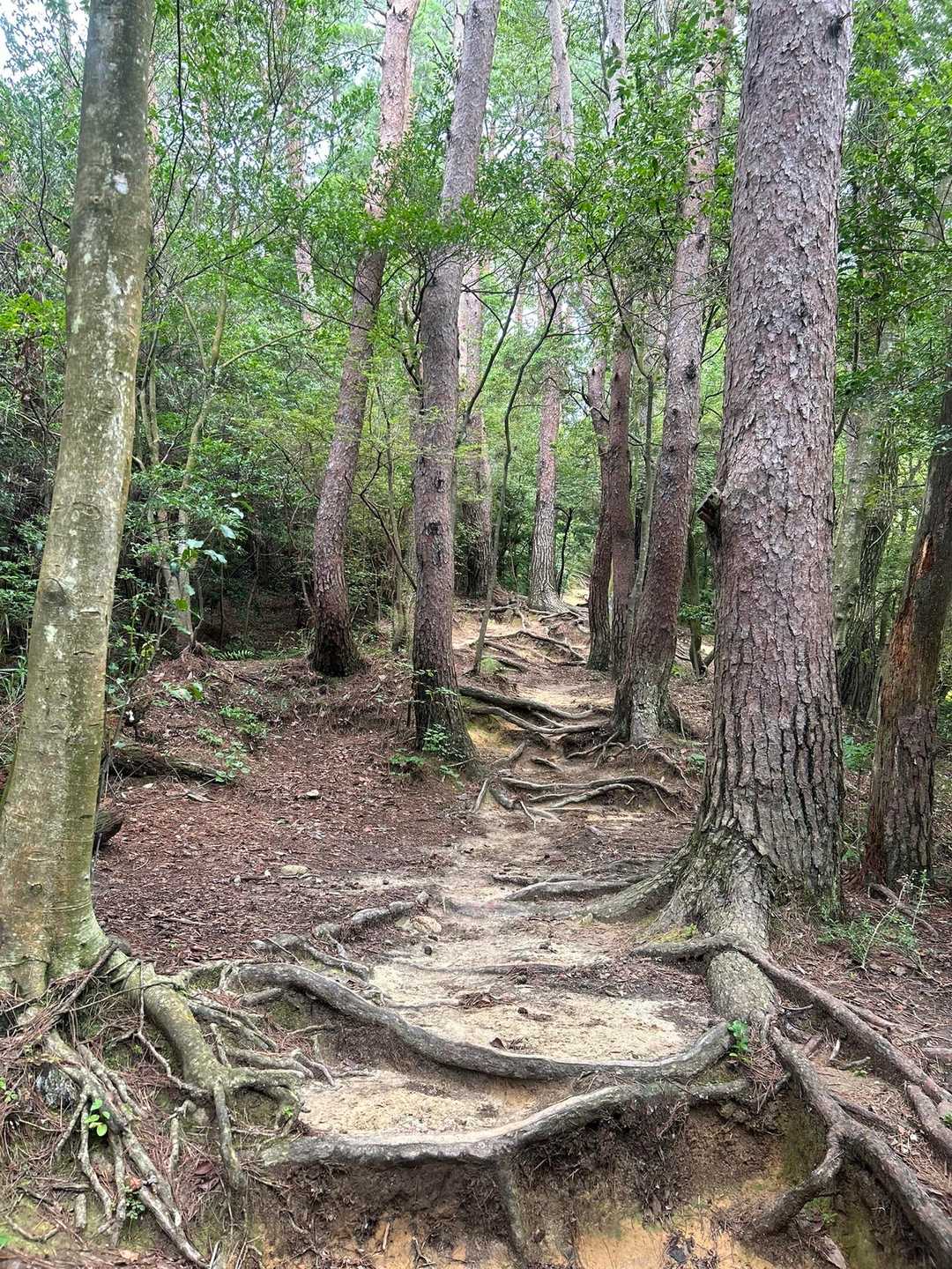 太陽と緑の道・東お多福山コースの写真