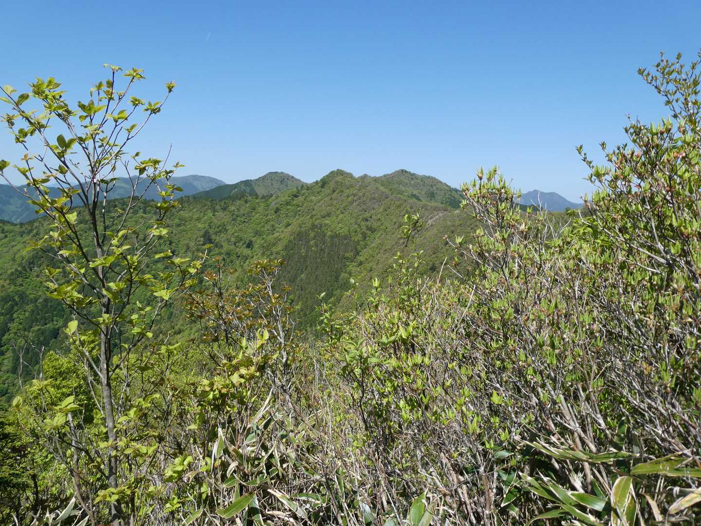 県境尾根、大野山方面
