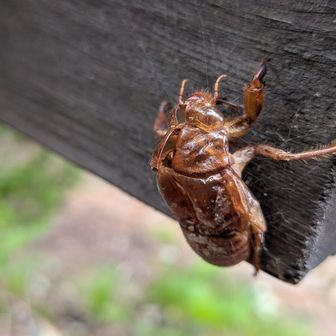 セミの抜け殻