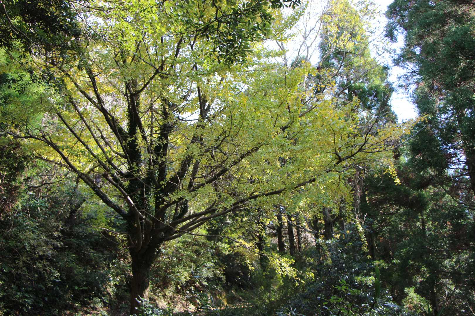 見ごろ
