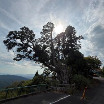 一本杉全景