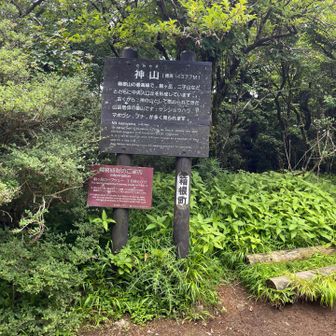 アブ？や小さな羽虫がいっぱい飛んでいる神山。これが箱根山なのかー