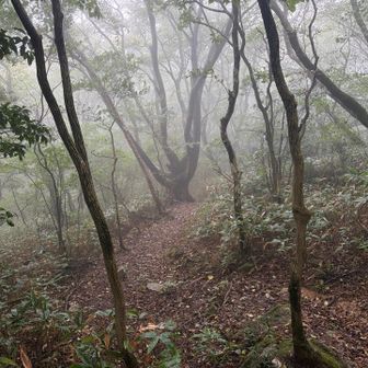 ブナ🌲が人に見えたり⁉️しないか😅
