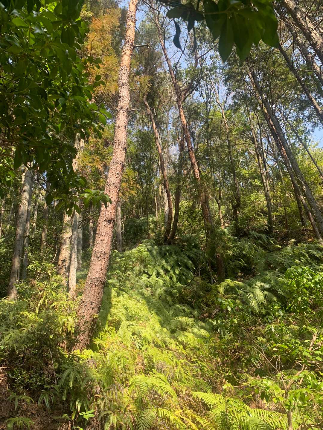 遠見山登山口-遠見山 往復コースの写真