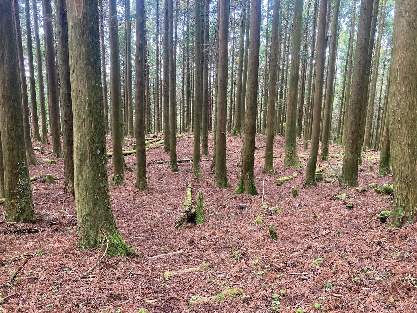 この辺りも杉の落ち葉か沢山でフカフカ。
新緑やシャクナゲの花、赤茶色の落ち葉の景色🍂✨どれも良いですね✨