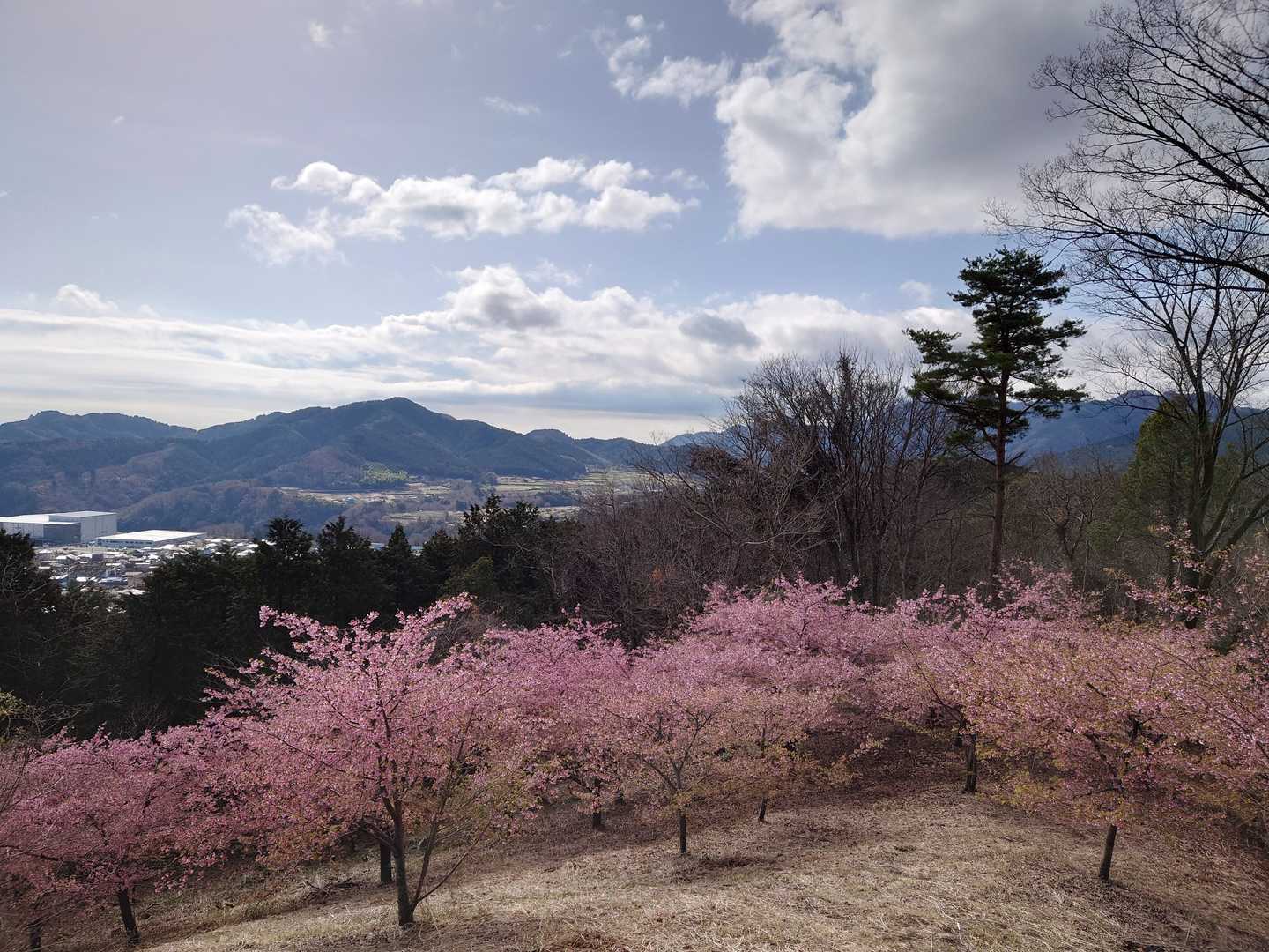山頂の河津桜🥺