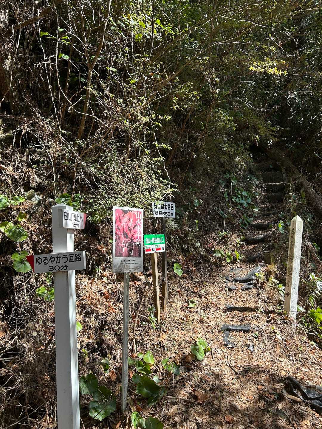 左⬅️
ゆるやか迂回路　30分コースもあるみたいです
が
まっすぐの15分登頂コースに行きます💪