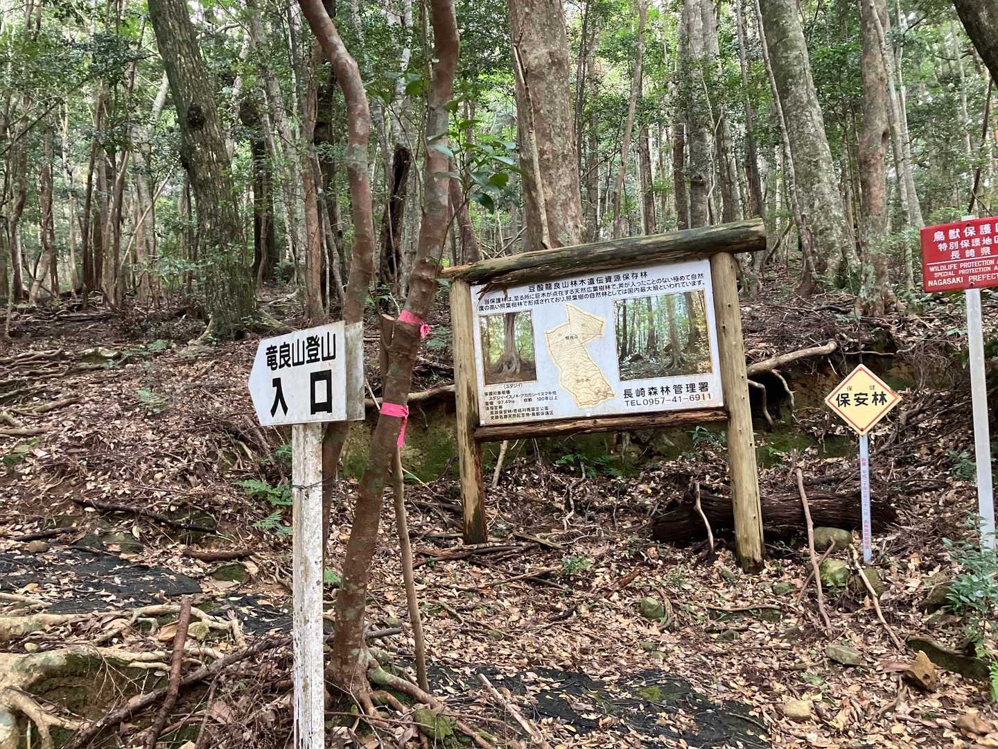 ツシマヤマネコ保護区域からちょっと入った所から登山口があります🙋‍♀️