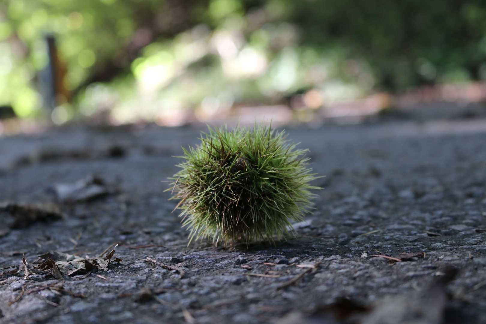 秋だなぁ…🌰