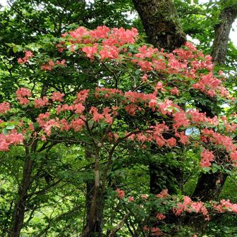 風の強い箇所は気温が少し寒く、ヤマツヅジがまだ残ってました。