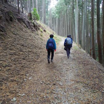 こんな整備された道を歩いていきます。