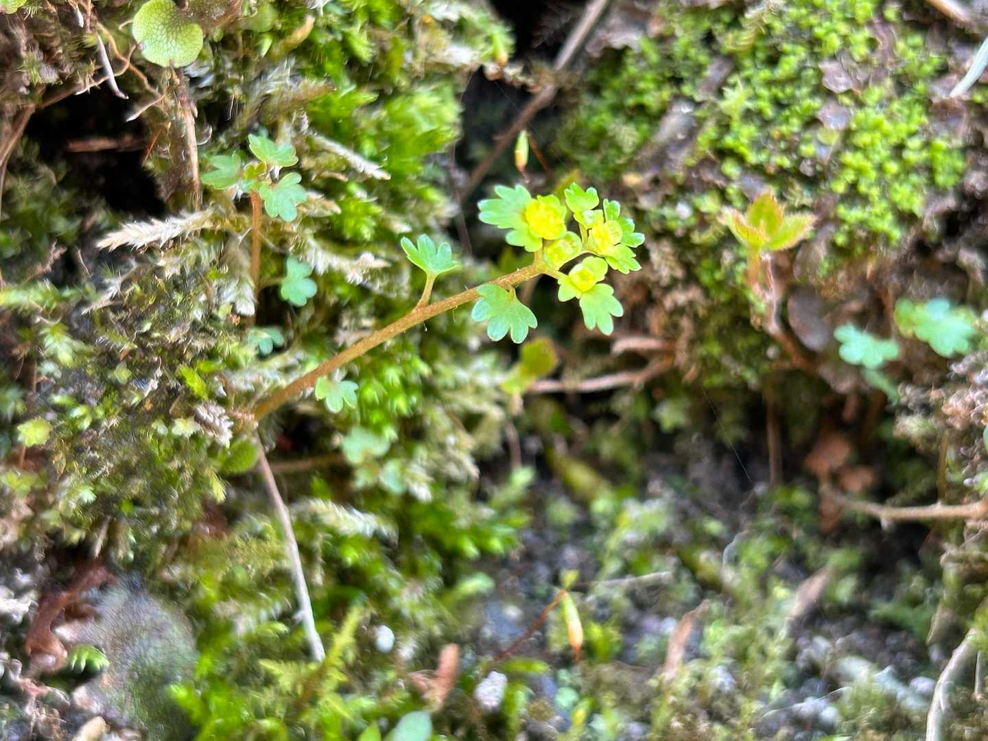 沢に降りてきた
ツルネコノメソウが咲いていた