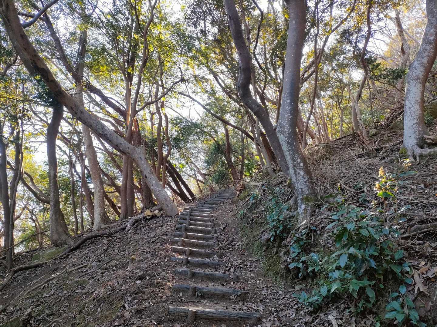 私の登らせて頂いた登山道は、階段がつづら折れにひたすら続きました。