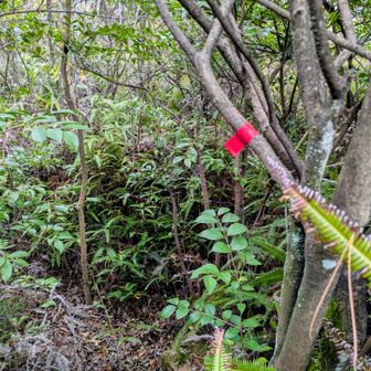 道標はあるけれどヤブ漕ぎだらけで道は不鮮明でした